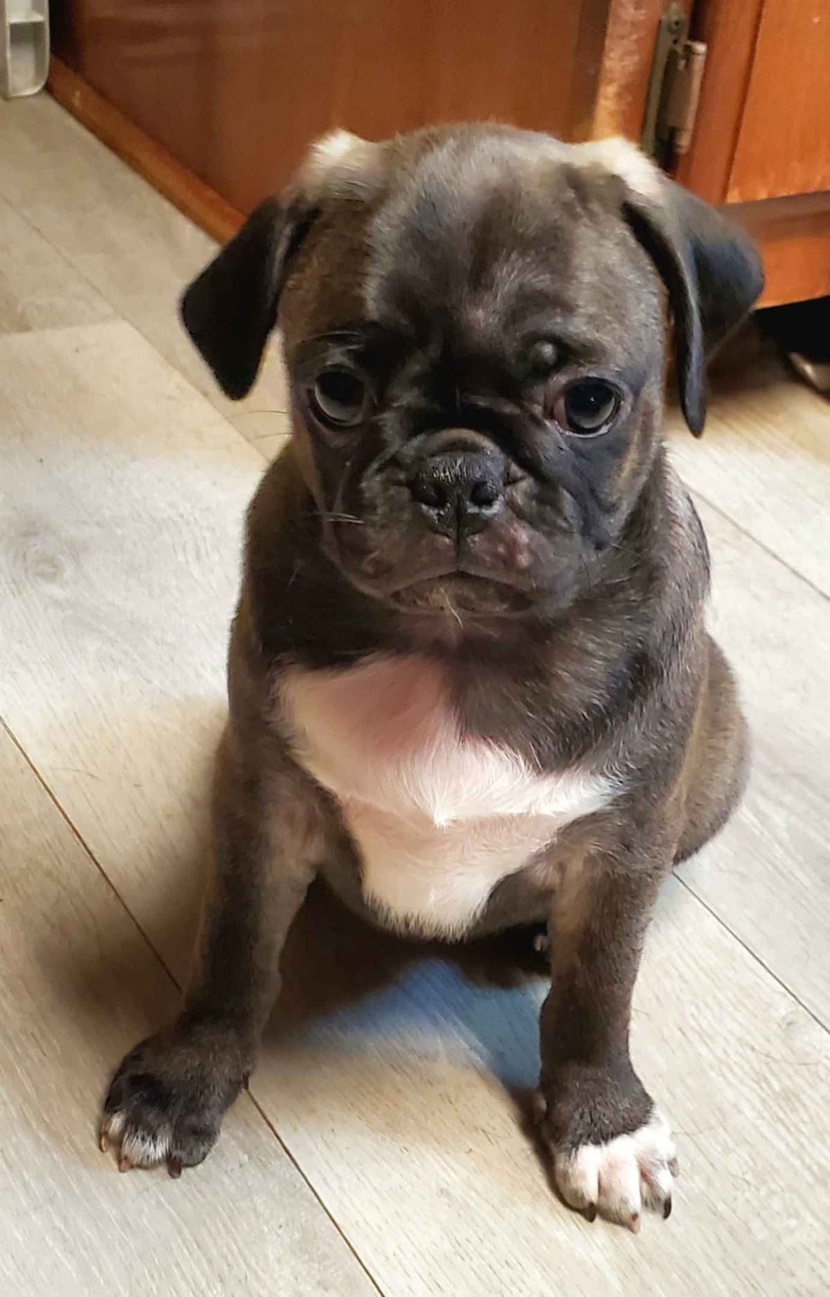 Pug Puppies breeder image 13