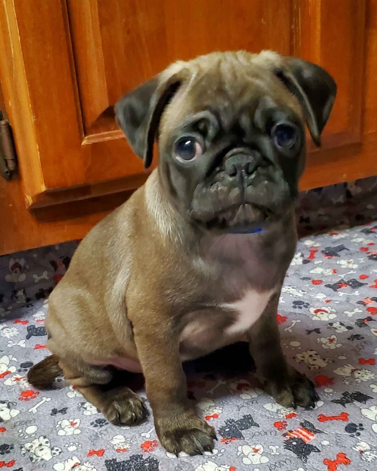Pug Puppies breeder image 14