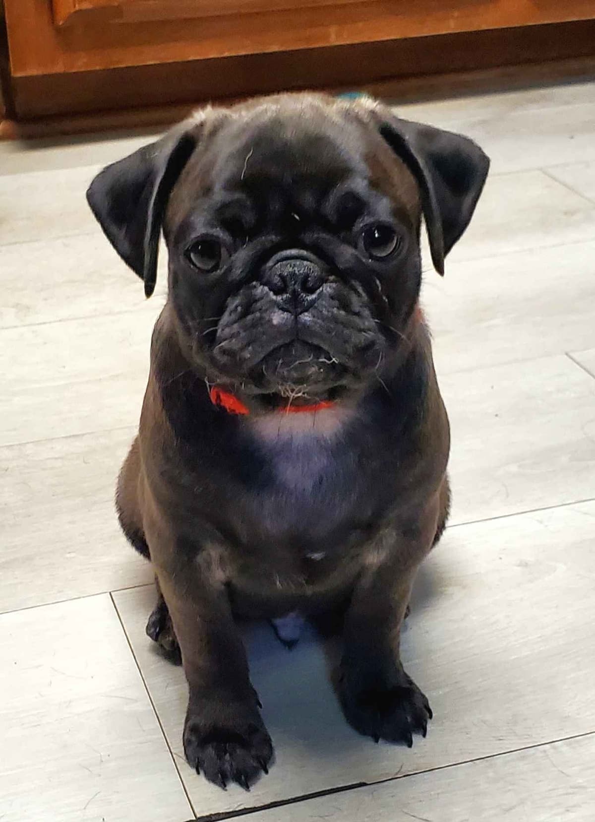 Pug Puppies breeder image 16