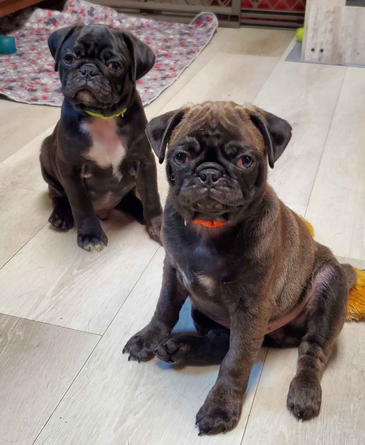 Pug Puppies breeder image 17