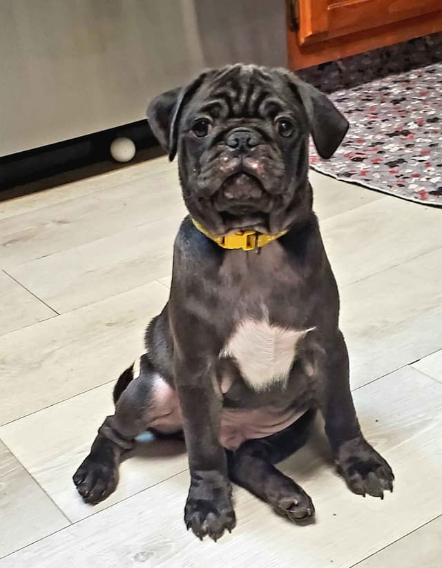 Pug Puppies media 4