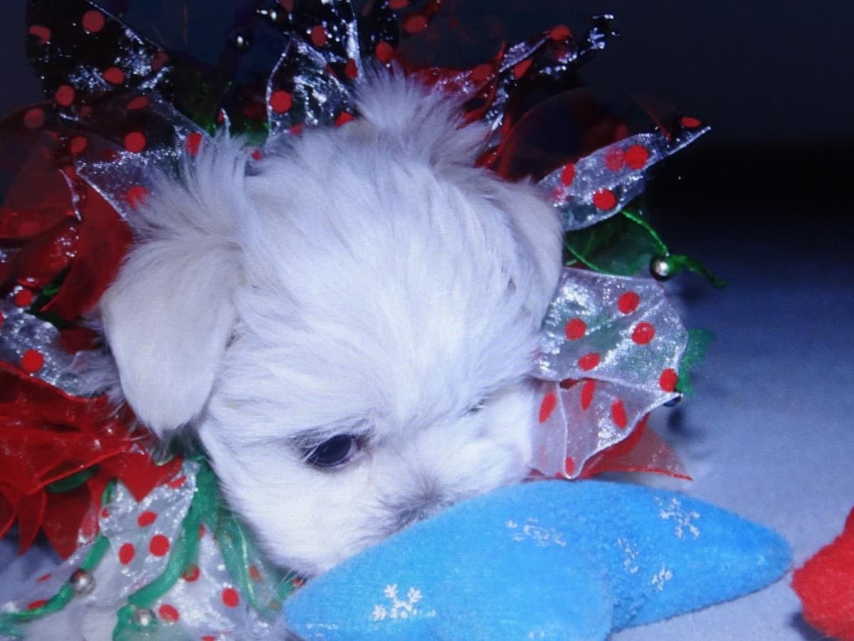 Spring Maltese Puppies breeder image 1