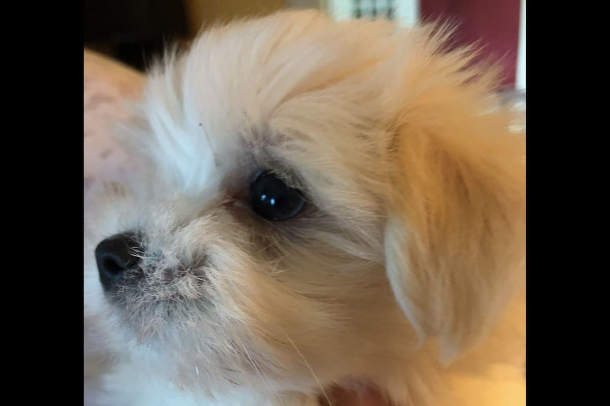 Spring Maltese Puppies breeder image 3