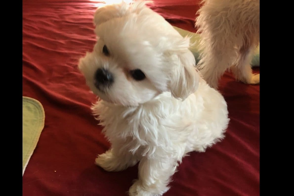 Spring Maltese Puppies breeder image 4
