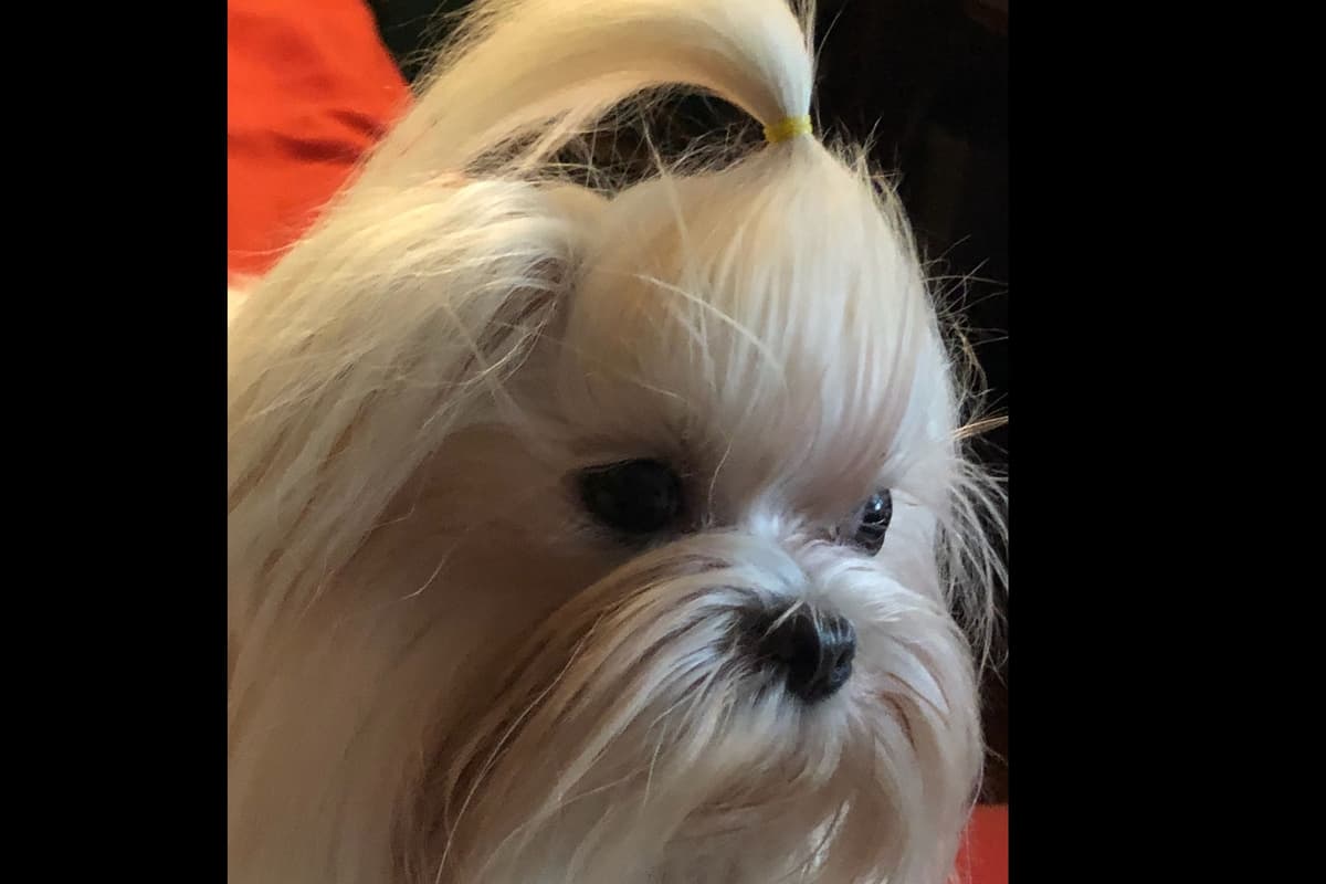 Spring Maltese Puppies breeder image 5