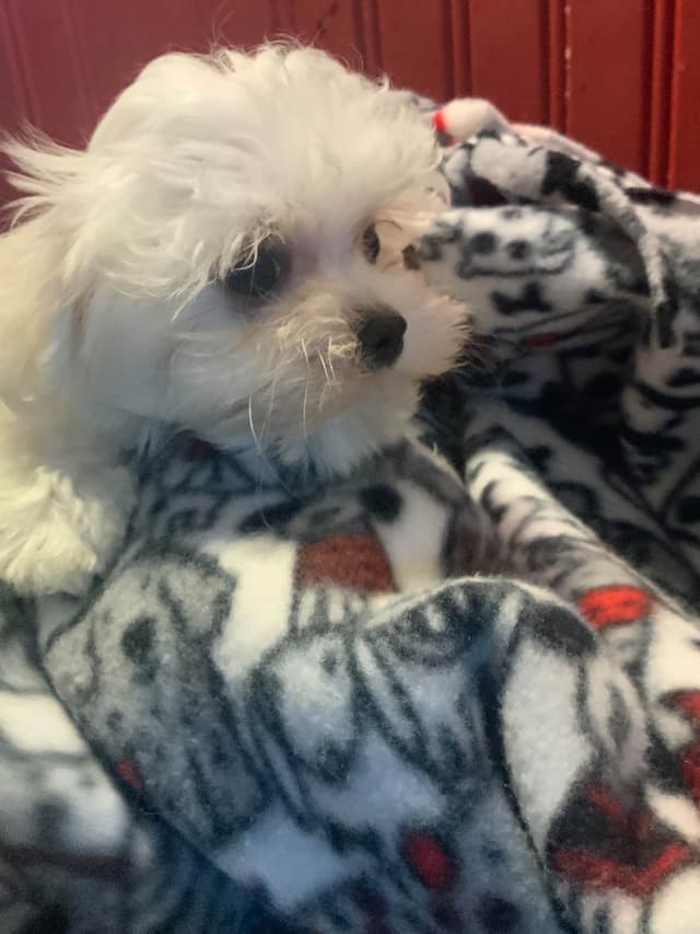 Spring Maltese Puppies media 2