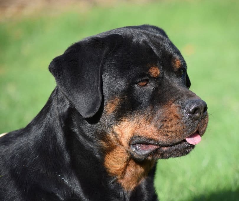Rottweiler Puppies breeder image 2