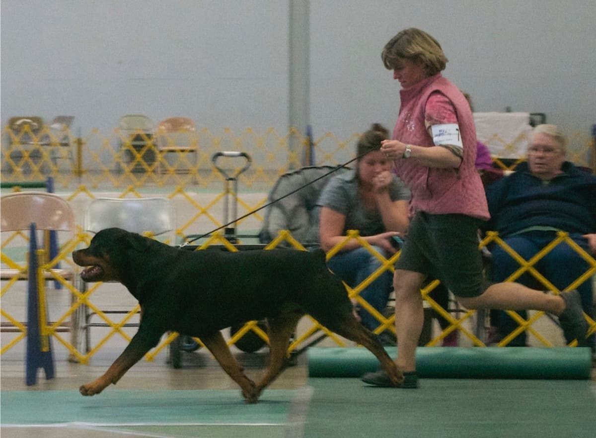 Rottweiler Puppies breeder image 4