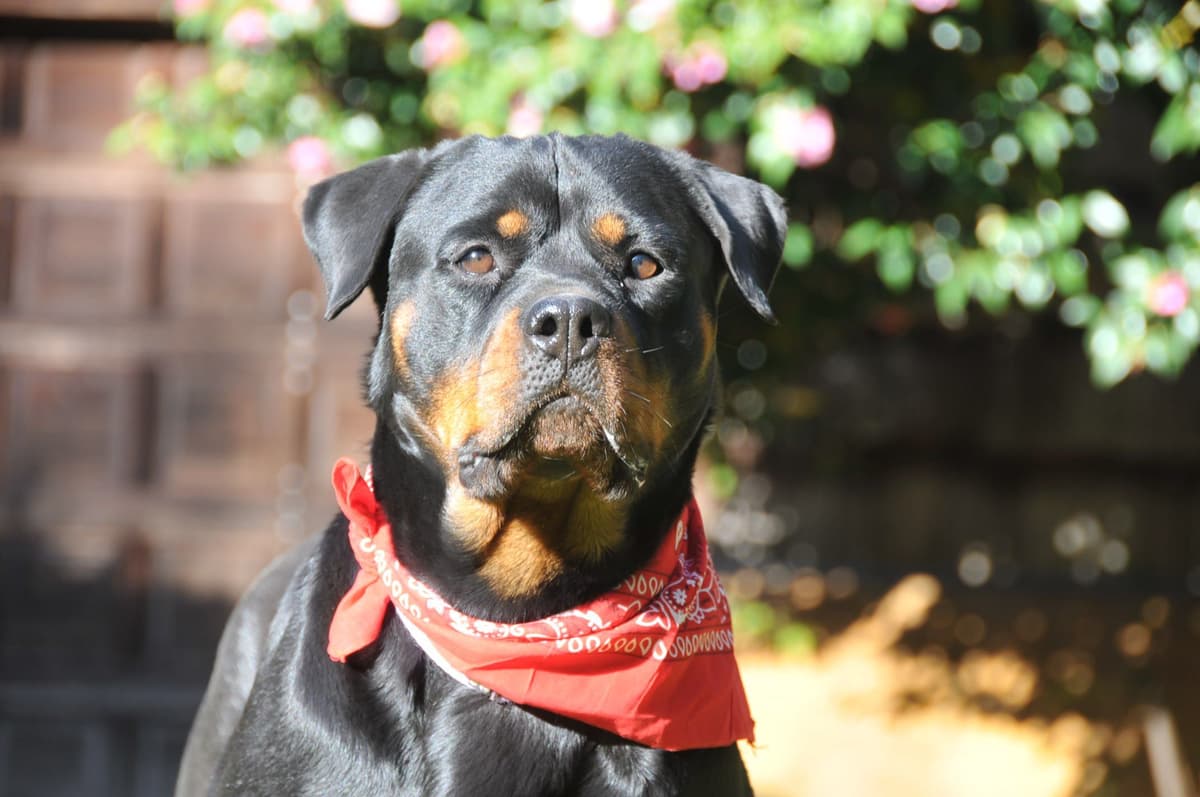 Rottweiler Puppies breeder image 9