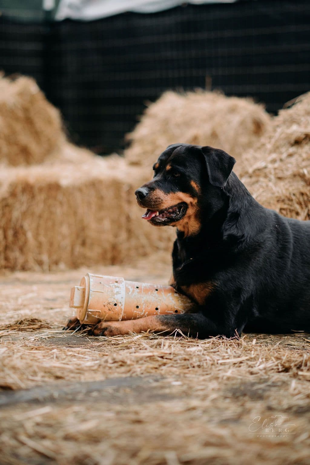 Rottweiler Puppies breeder image 10