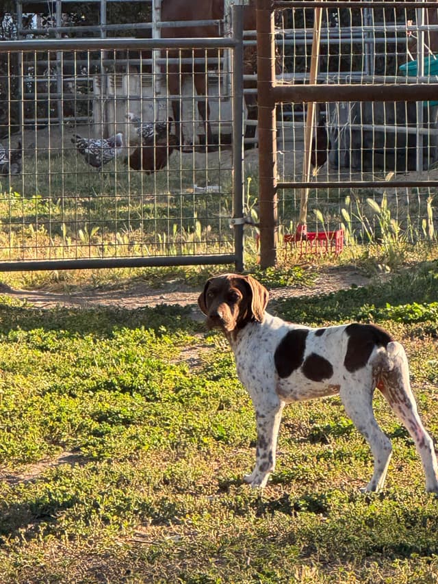 German Shorthaired Pointer Puppies media 2