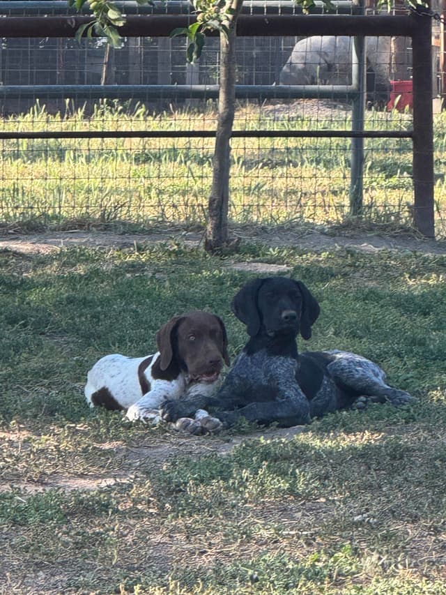 German Shorthaired Pointer Puppies media 3