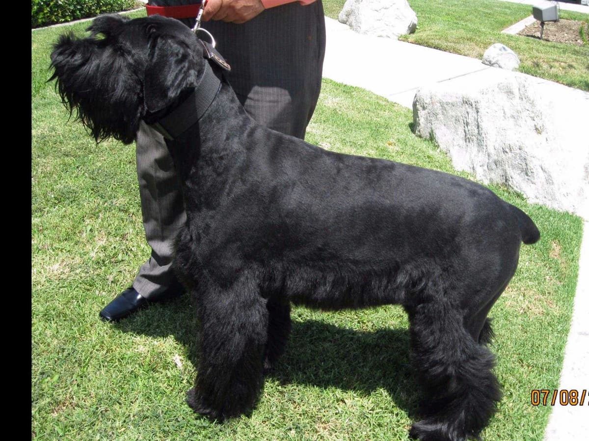 Giant Schnauzer Puppies breeder image 1