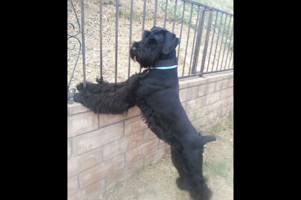 Giant Schnauzer Puppies breeder image 4