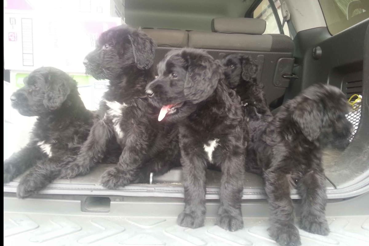 Giant Schnauzer Puppies breeder image 5