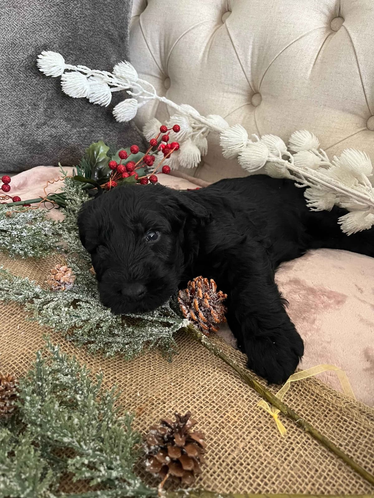 Giant Schnauzer Puppies breeder image 9