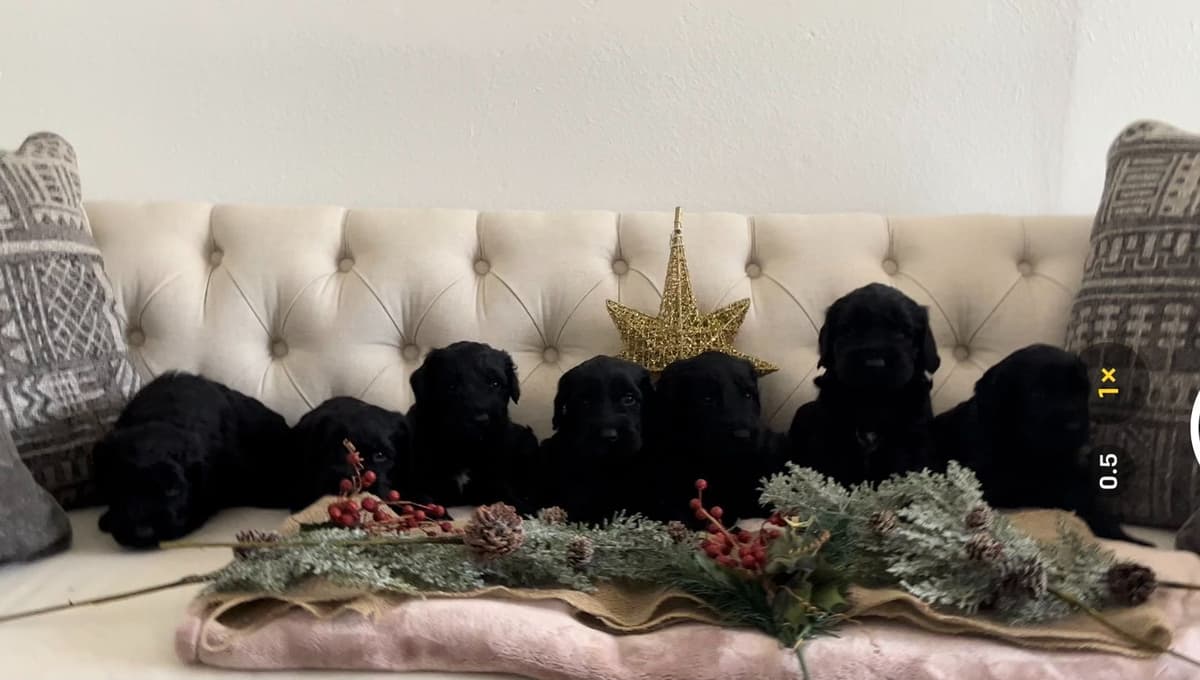 Giant Schnauzer Puppies breeder image 10