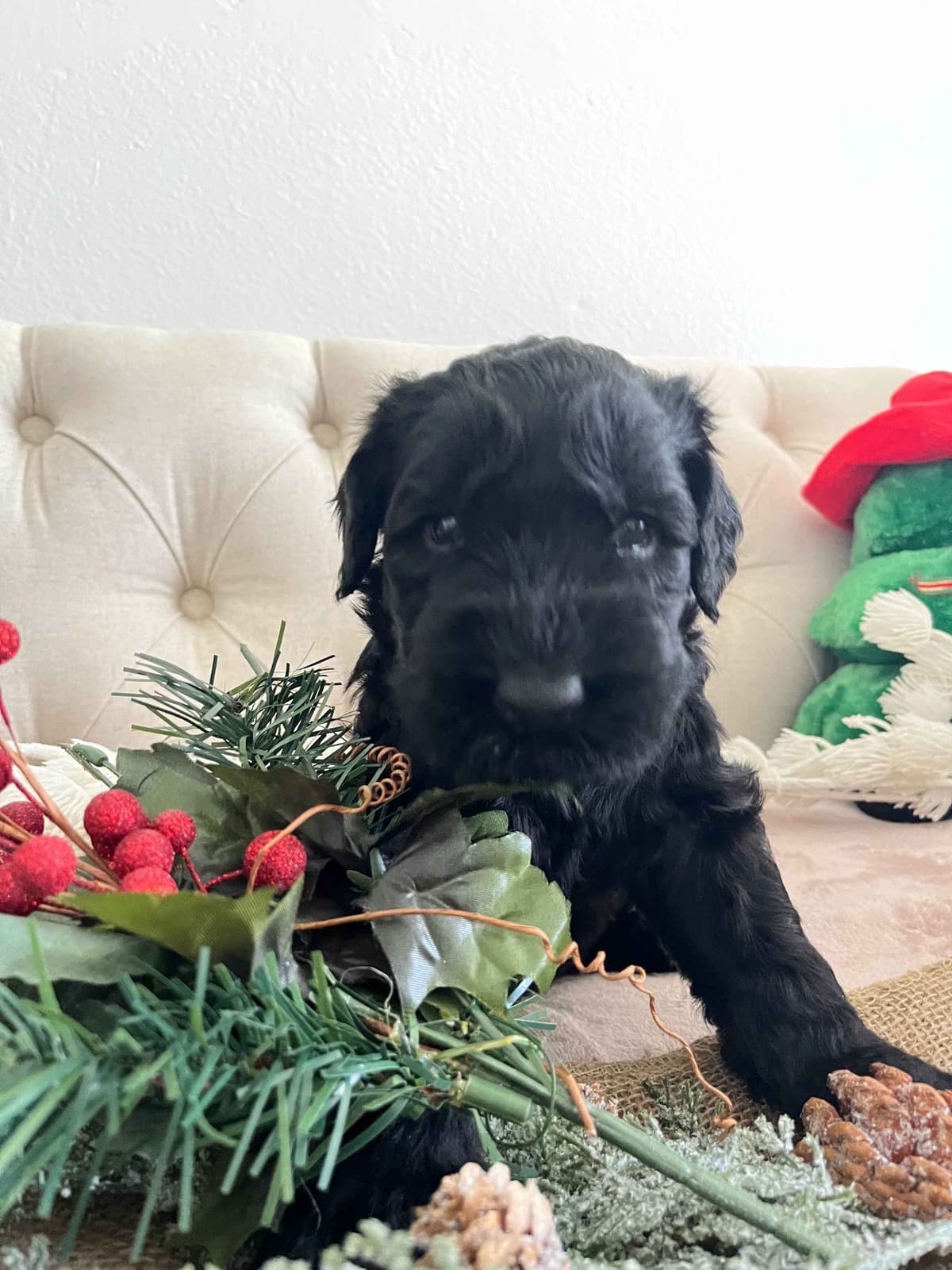 Giant Schnauzer Puppies breeder image 11