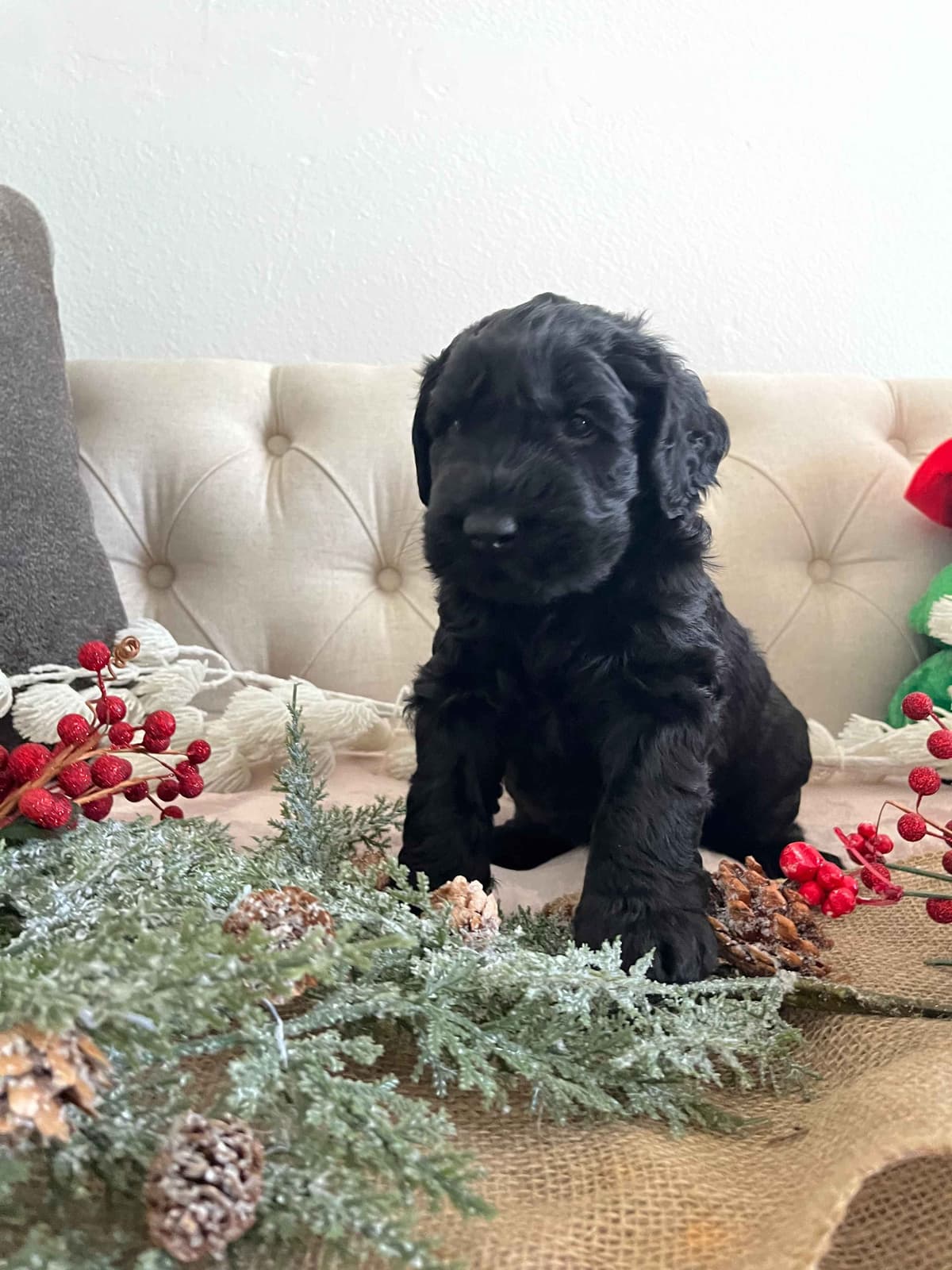 Giant Schnauzer Puppies breeder image 12