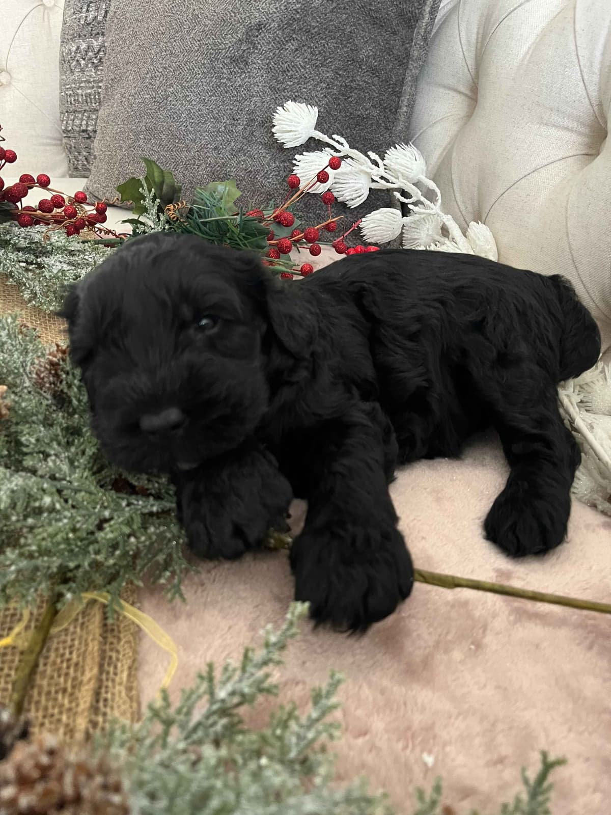 Giant Schnauzer Puppies breeder image 13
