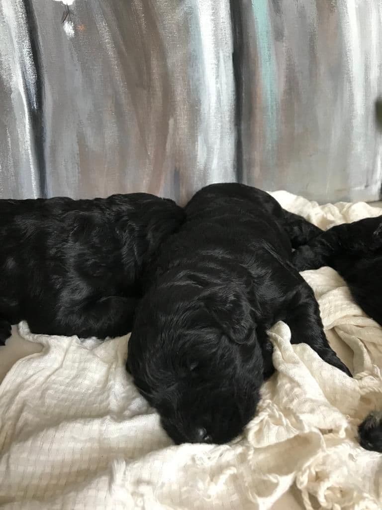 Giant Schnauzer Puppies breeder image 14