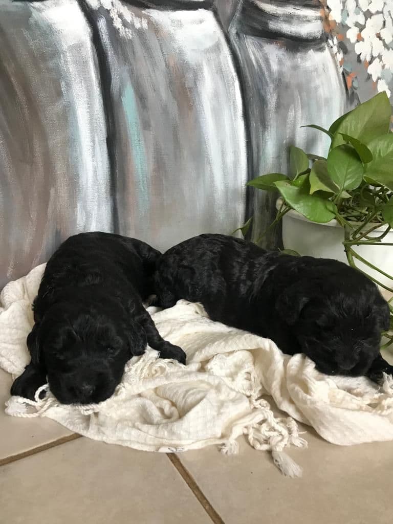 Giant Schnauzer Puppies breeder image 15