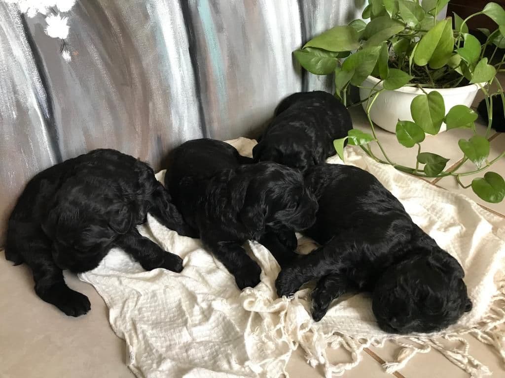 Giant Schnauzer Puppies breeder image 16