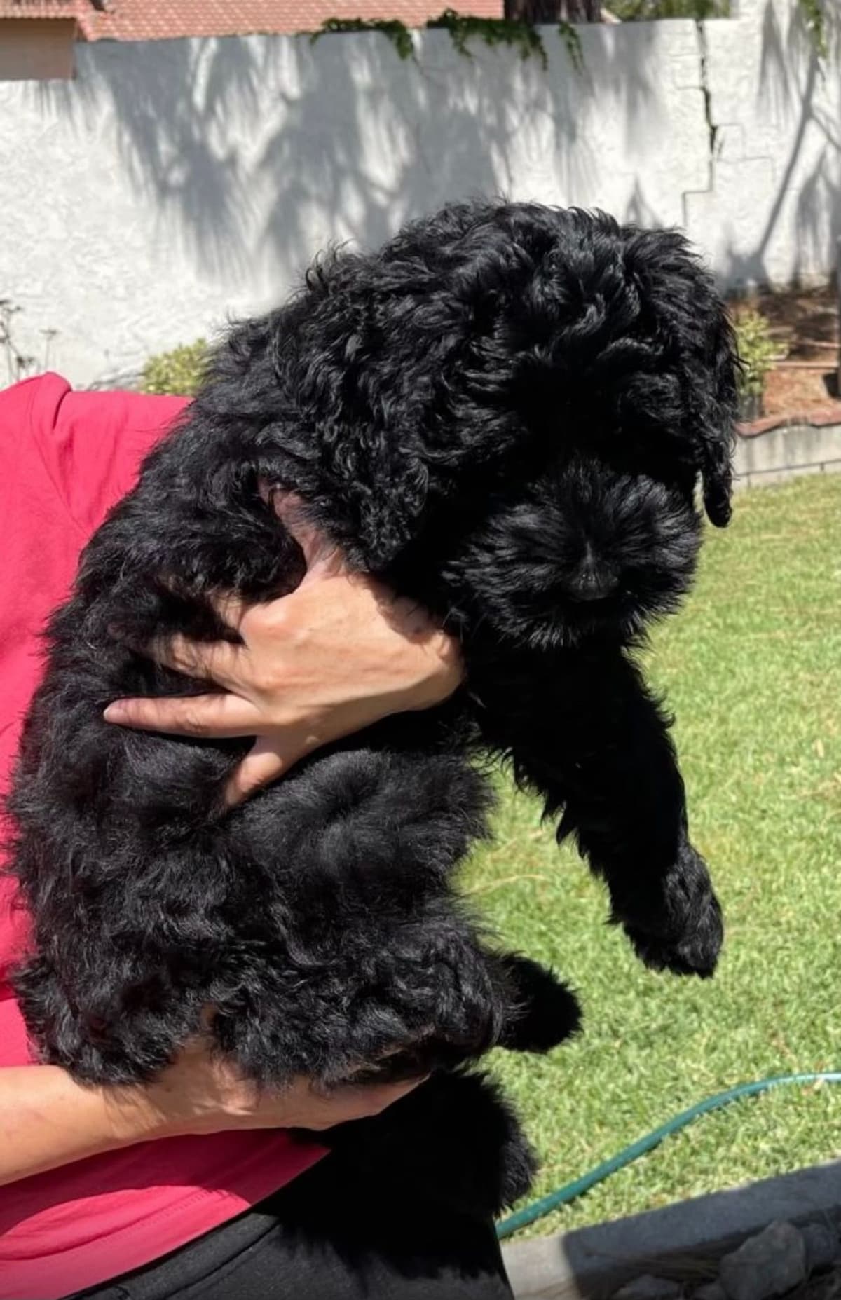 Giant Schnauzer Puppies breeder image 17
