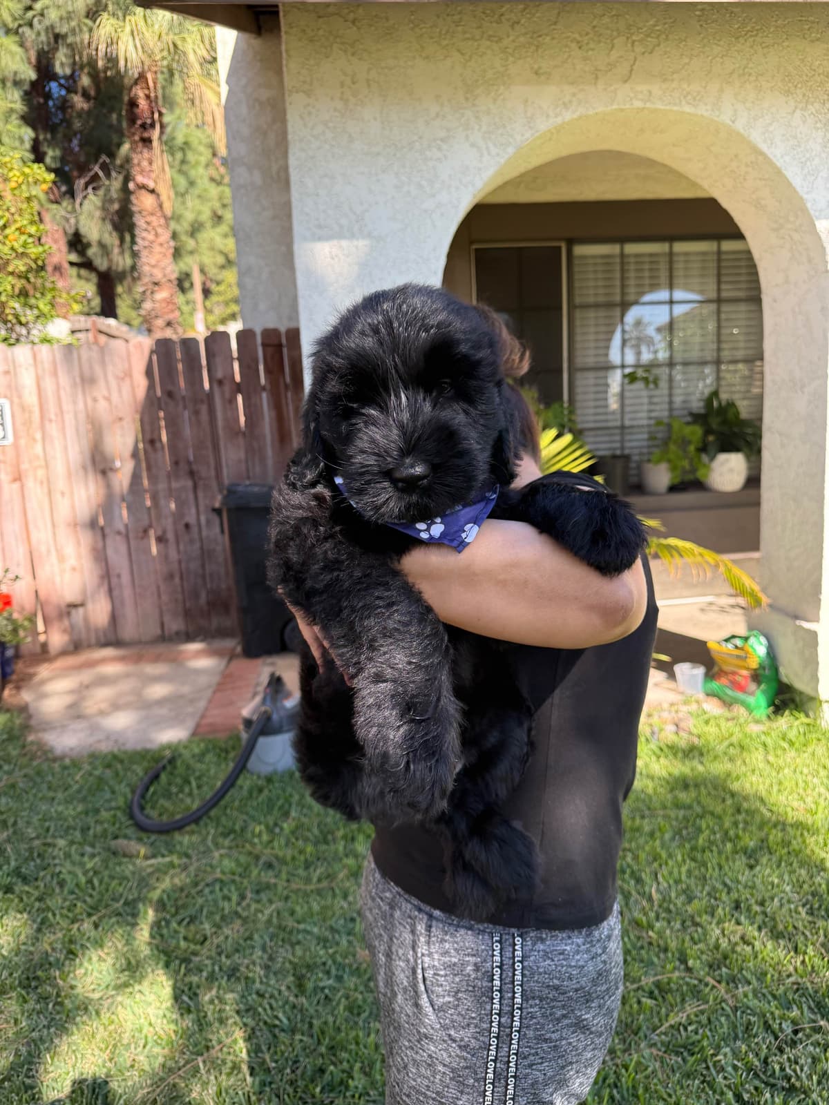Giant Schnauzer Puppies breeder image 18
