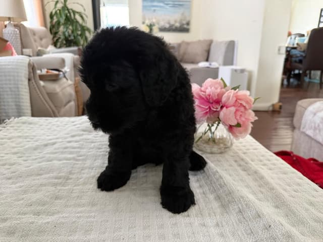 Giant Schnauzer Puppies media 2