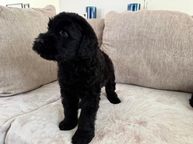 Giant Schnauzer Puppies media 3