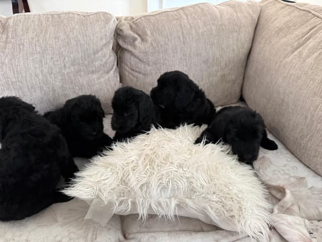 Giant Schnauzer Puppies media 4