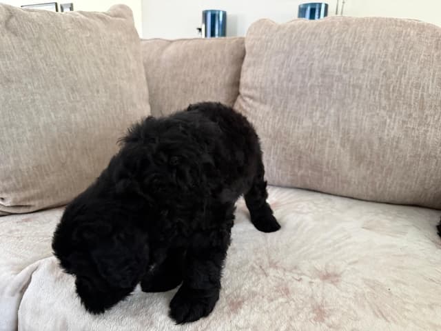 Giant Schnauzer Puppies media 5