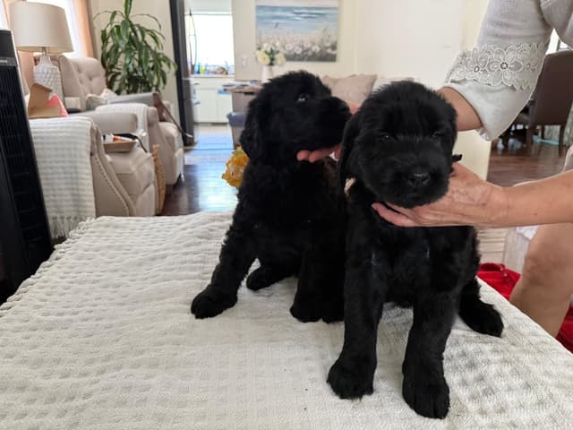Giant Schnauzer Puppies media 7
