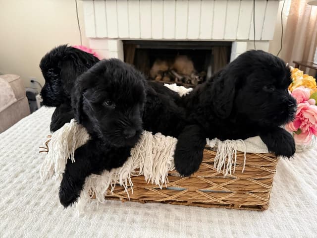 Giant Schnauzer Puppies media 8
