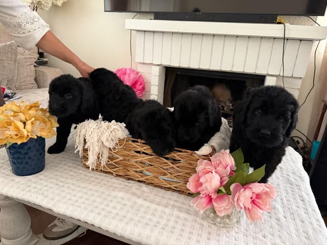 Giant Schnauzer Puppies media 9