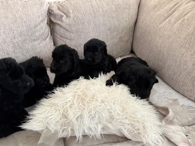 Giant Schnauzer Puppies media 10