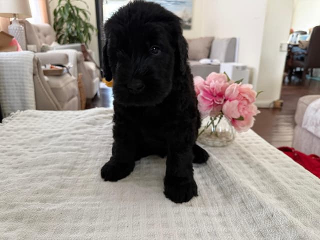 Giant Schnauzer Puppies media 11