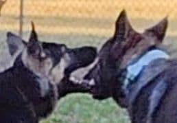 Valleywood German Shepherds breeder image 3
