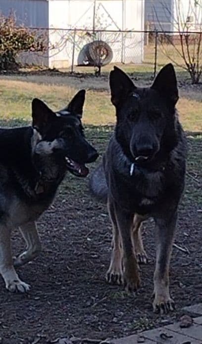 Valleywood German Shepherds breeder image 4