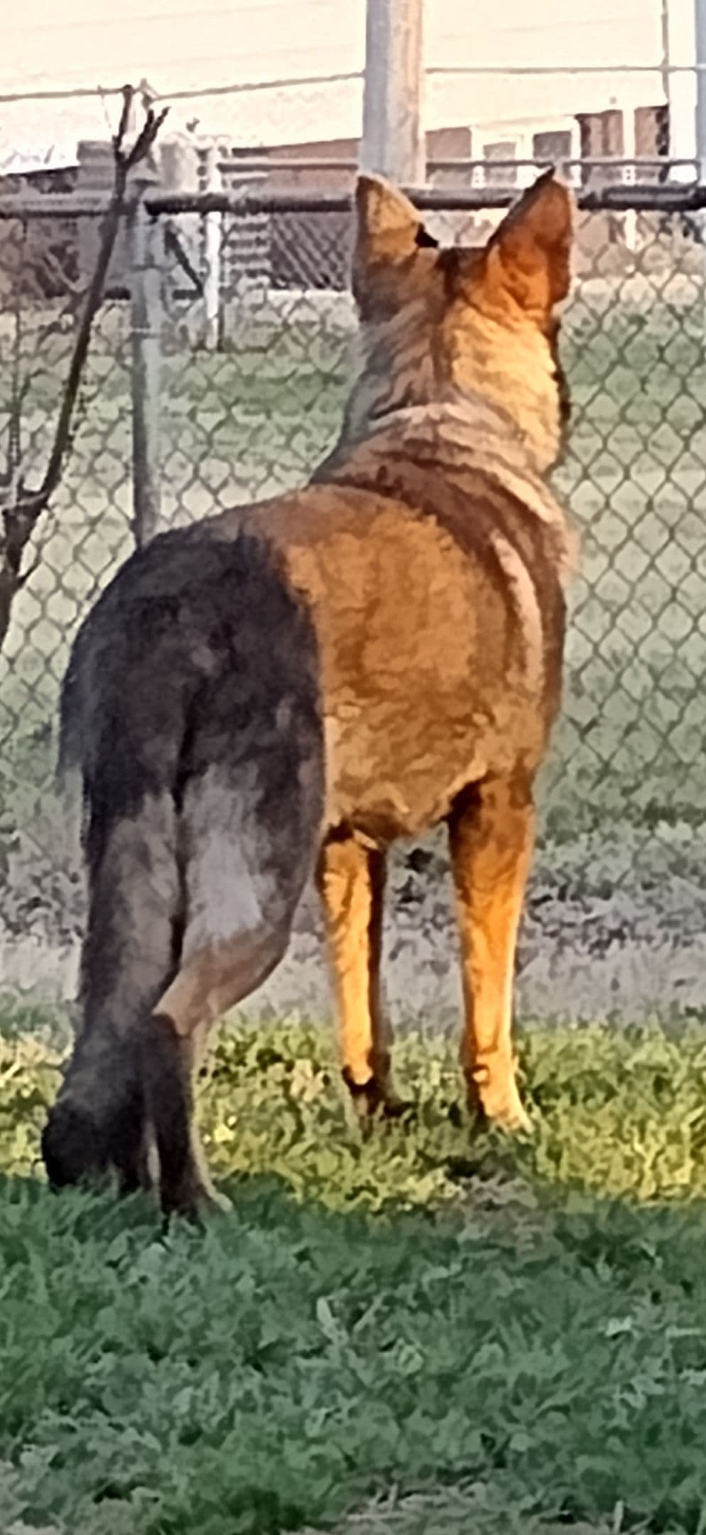 Valleywood German Shepherds breeder image 7