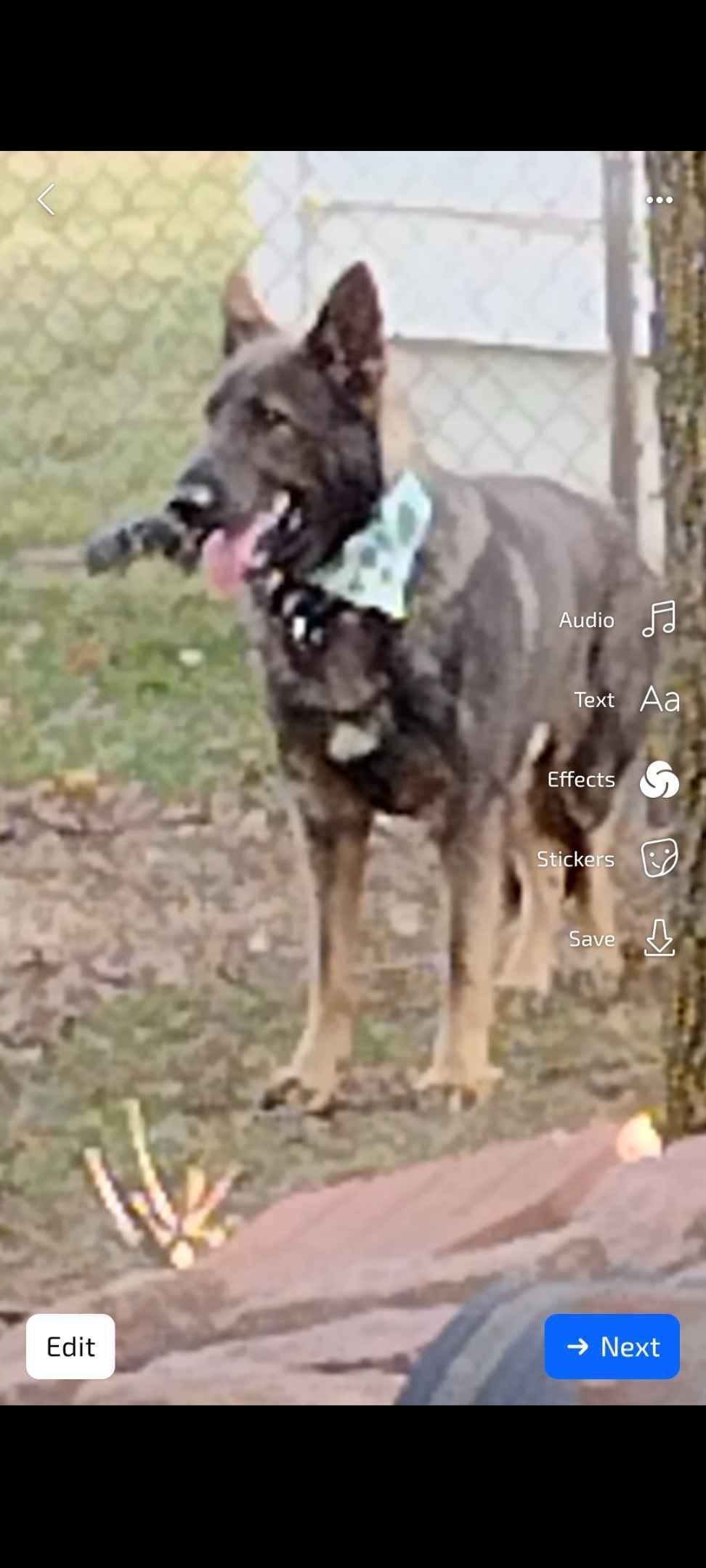 Valleywood German Shepherds breeder image 6