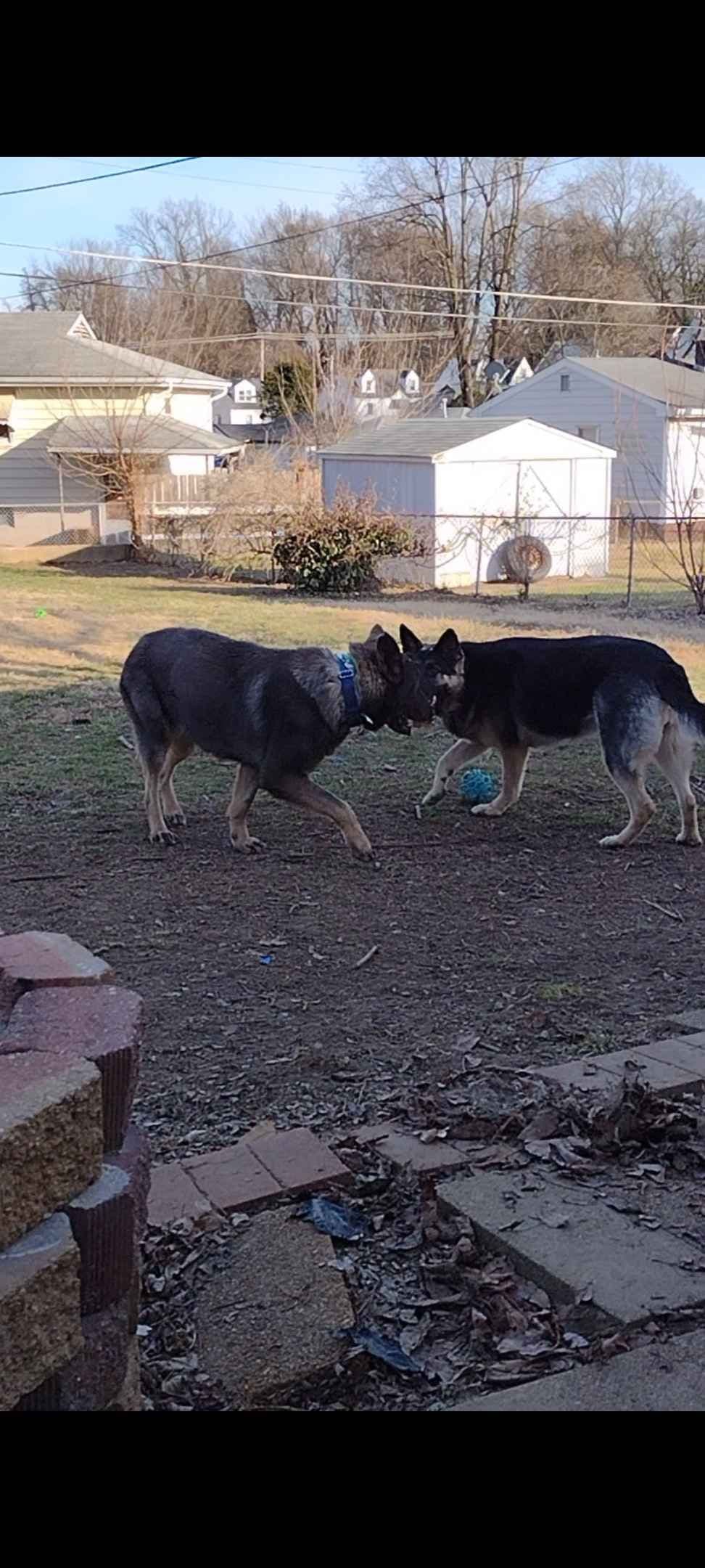 Valleywood German Shepherds breeder image 8