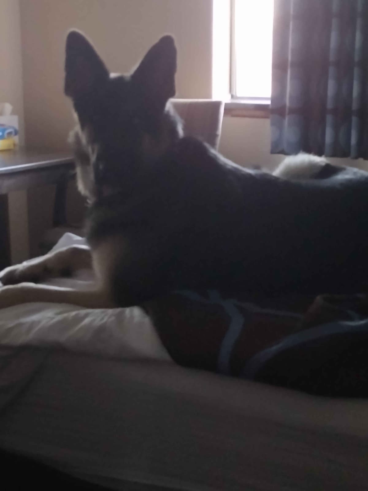 Valleywood German Shepherds breeder image 9