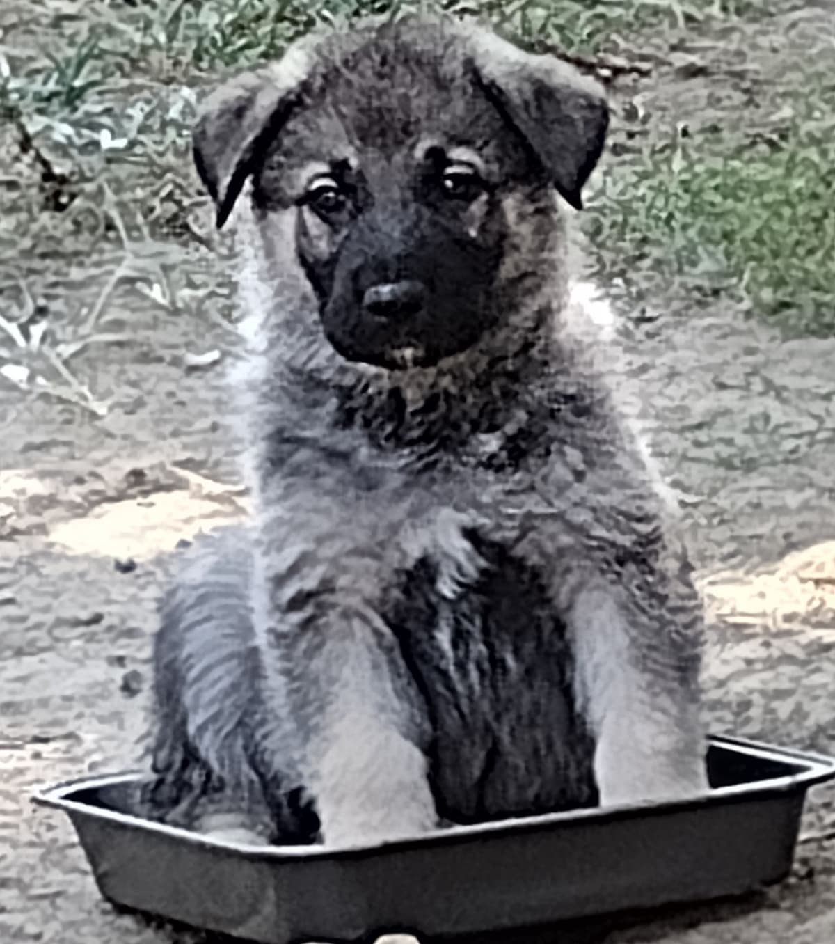Valleywood German Shepherds breeder image 10