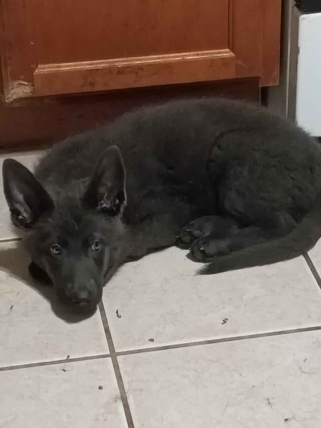 Valleywood German Shepherds media 4