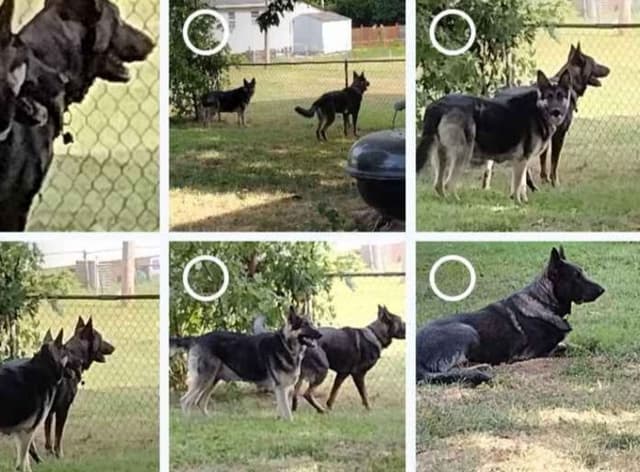 Valleywood German Shepherds media 7