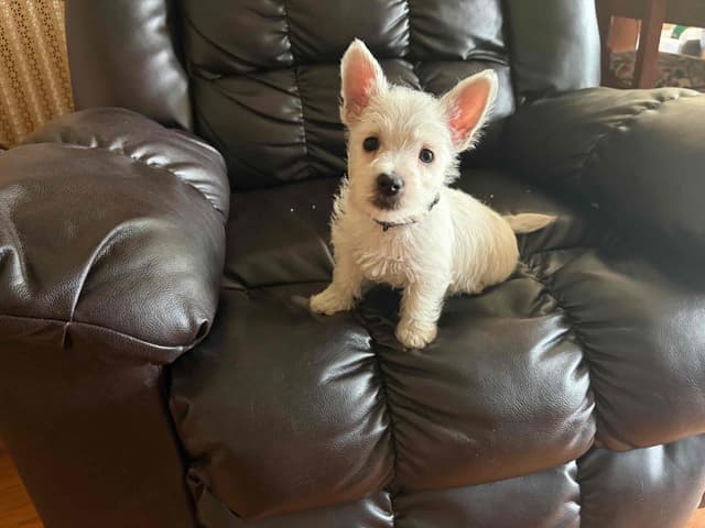 West Highland White Terrier Puppies media 3