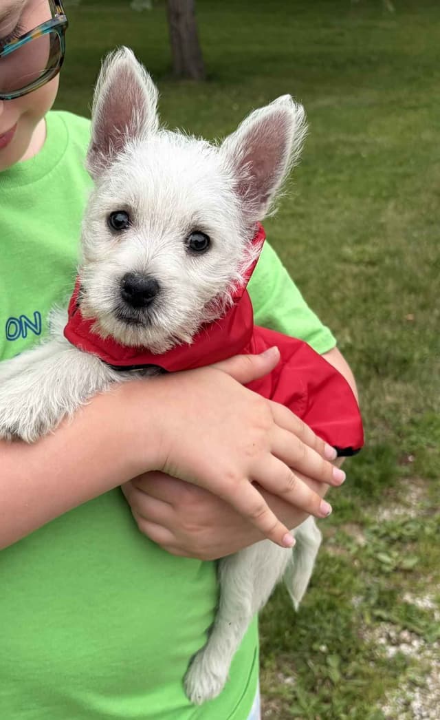 West Highland White Terrier Puppies media 2