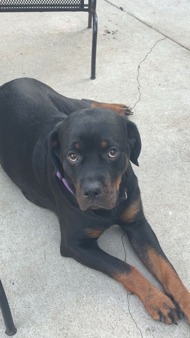 Rottweiler Puppies media 2